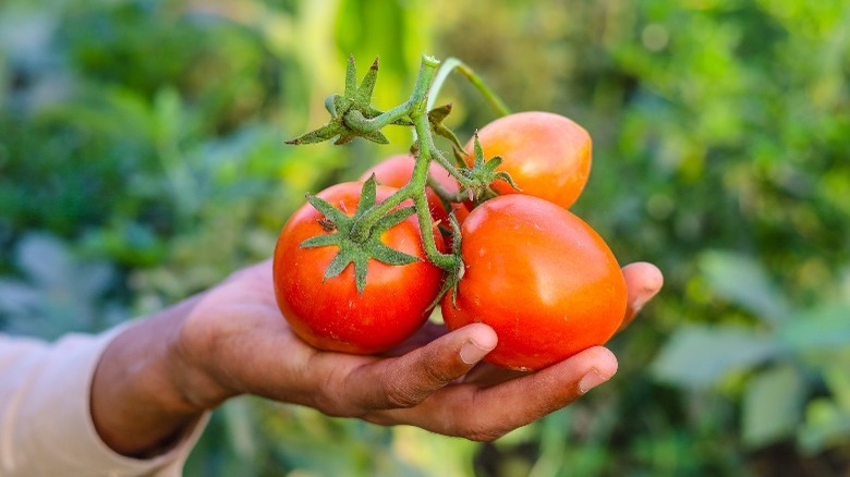 Tomatoes on the vine