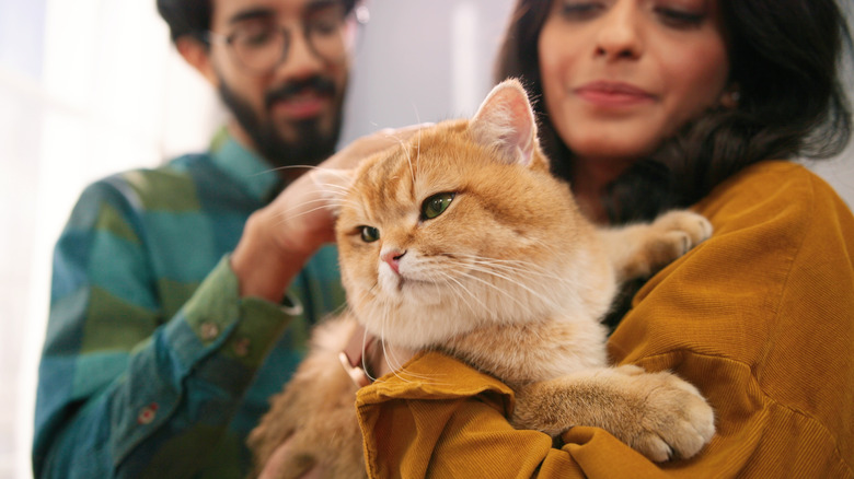 Couple cuddling a British Shorthair cat