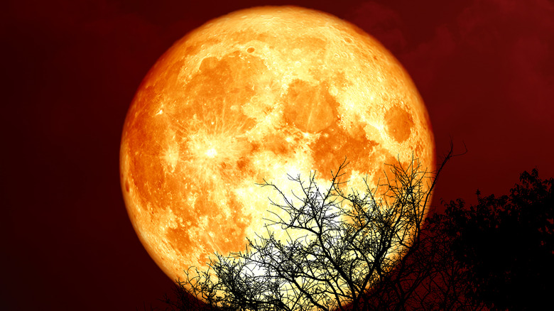 Red moon and silhouette of tree branches