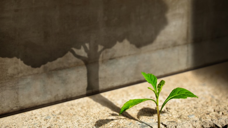 plant with tree shadow