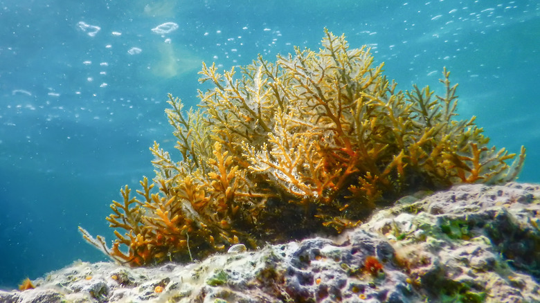 Cluster of seaweed