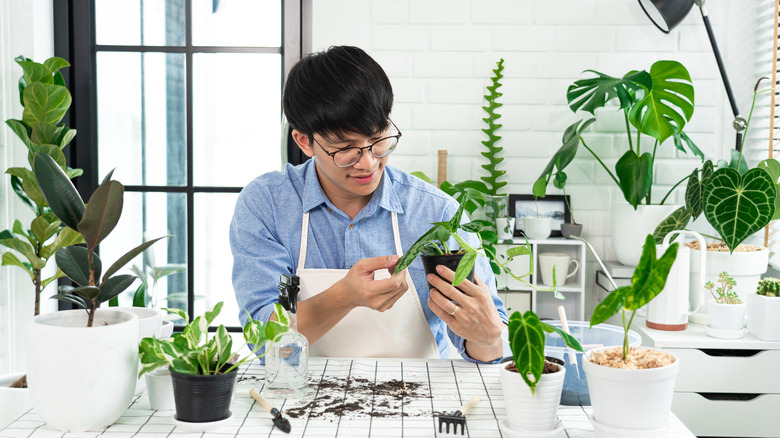 Man working with several plants