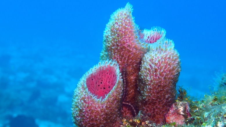 sponges in the ocean