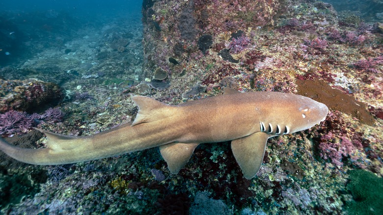 shark in ocean