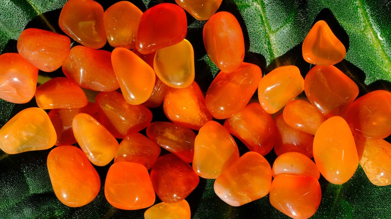 orange carnelians on green leafy background