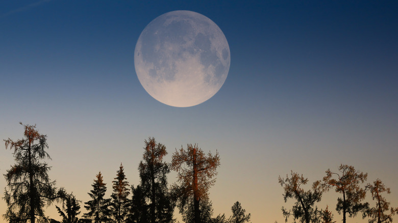 supermoon over treeline