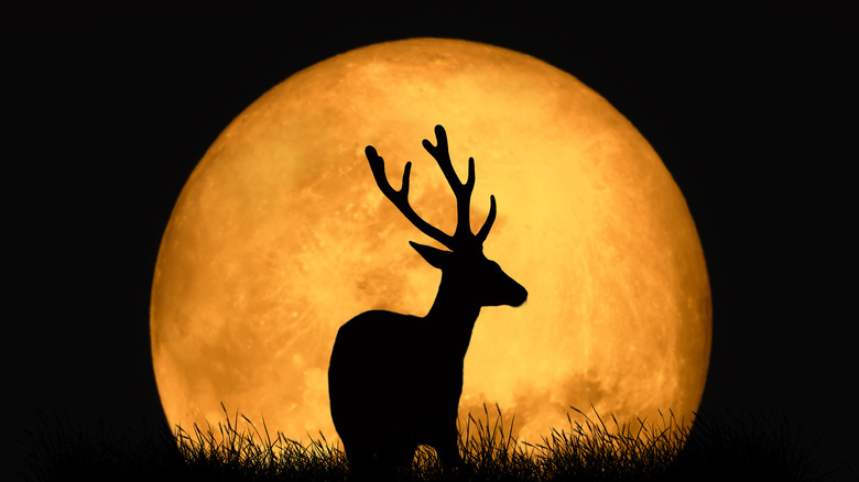deer by full moon
