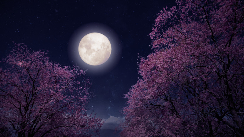 moon behind pink flowered trees