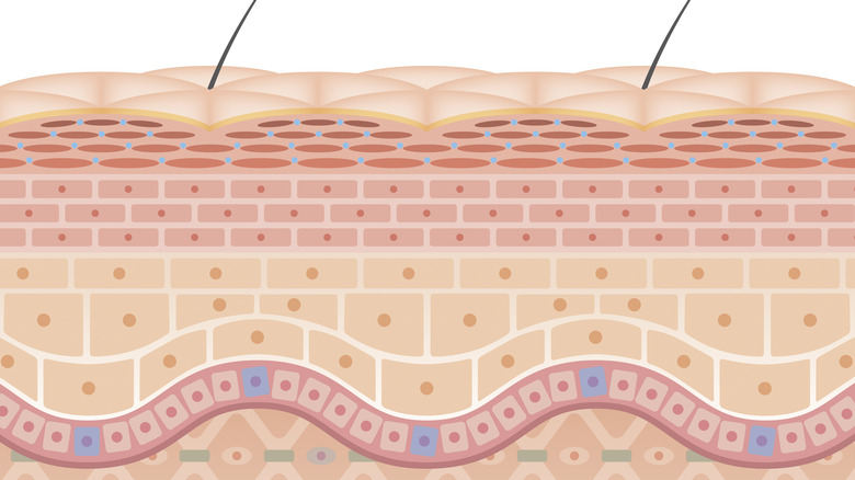 Skin cells diagram