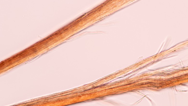 Close-up of some hair shafts