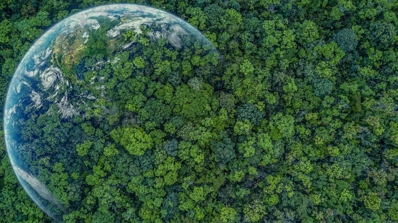 Earth and forests