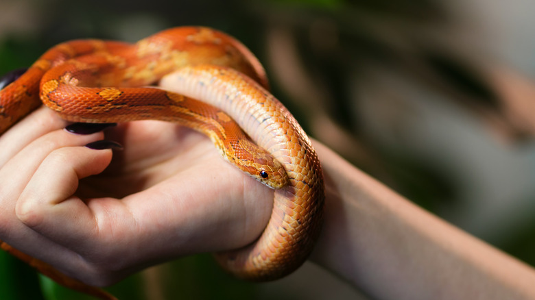 Snake on woman's hand