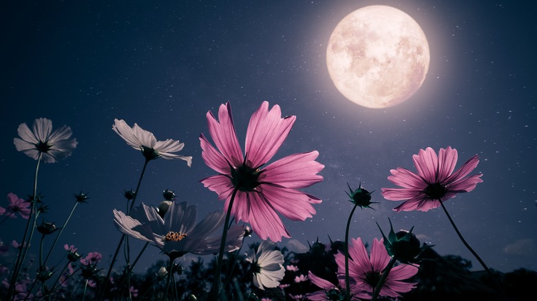 moon and flowers