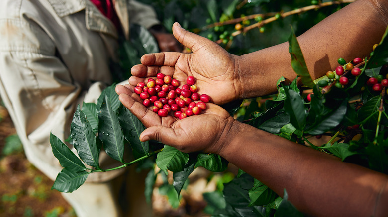 Closeup of a coffee farmer's hands holding coffee fruit 