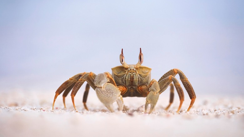 Crab representing Cancer