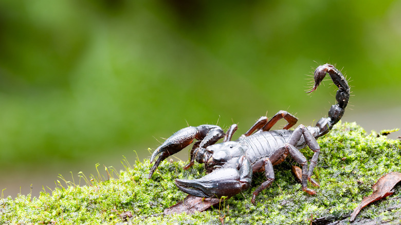 Scorpion on grass