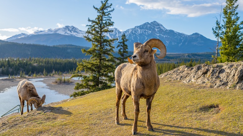 Long-horned ram stands near pond