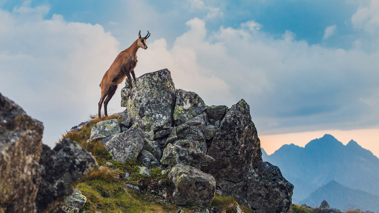 Mountain goat on mountain peak