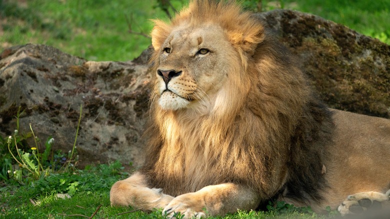 Majestic lion relaxes in grass