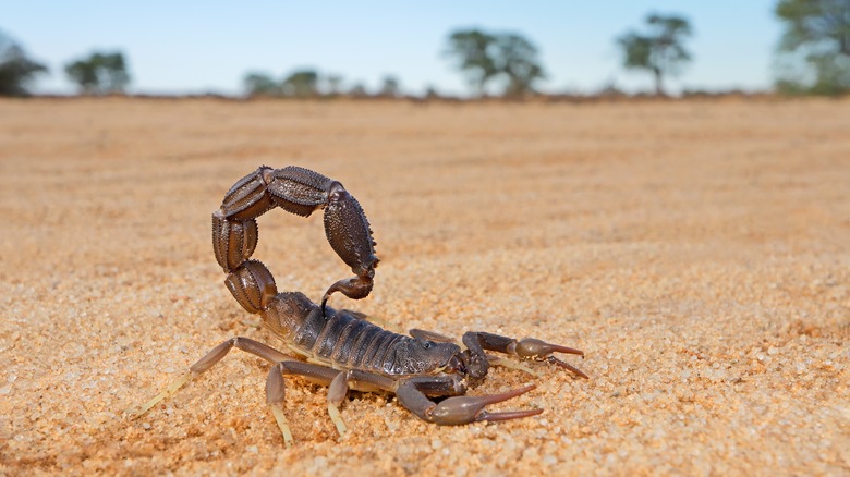 scorpion stands guard on sand 