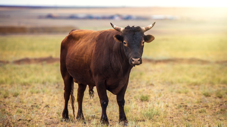 Young bull calmly stares at camera 