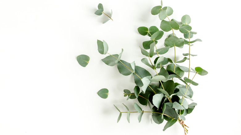 eucalyptus leaves laying on white background