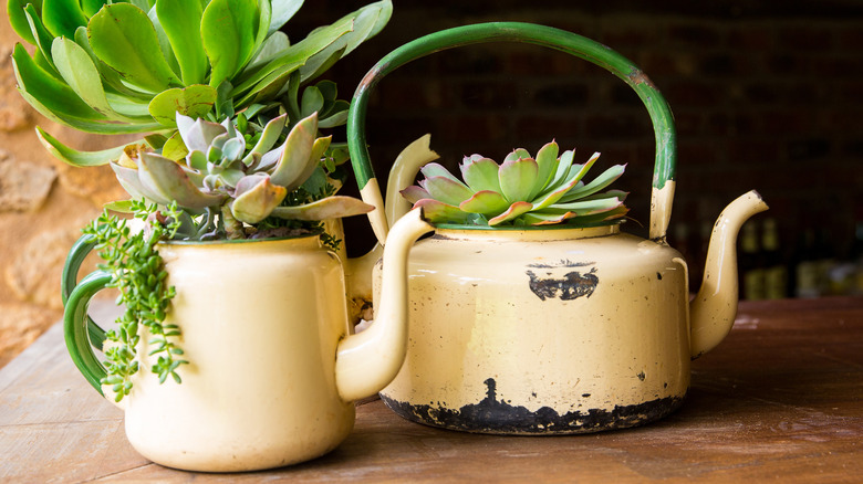 Succulents in unusual planters