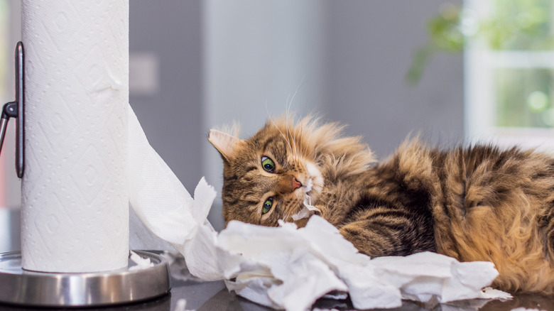 cat tearing paper towels 