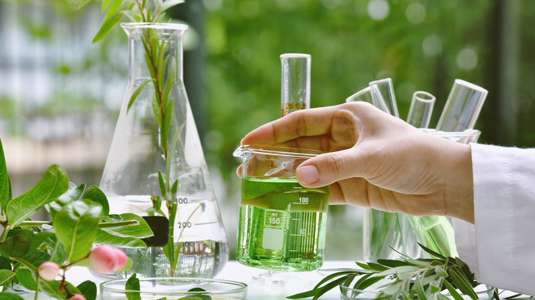 scientist uses glass beakers holding liquids and plants, surrounded by greenery/nature