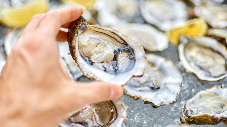 Person holding oyster