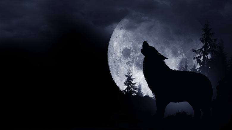 wolf moon howling at moon