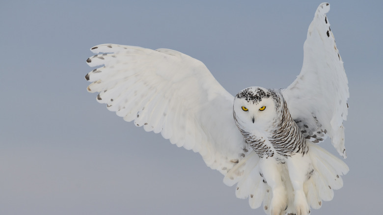 Snowy owl flying