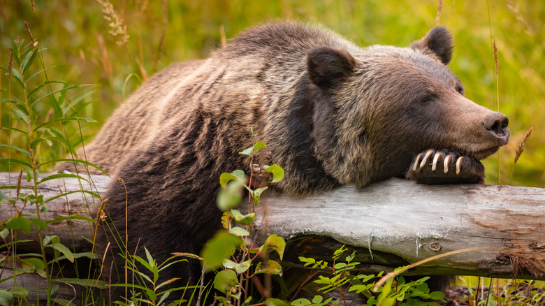 Grizzly bear resting on log