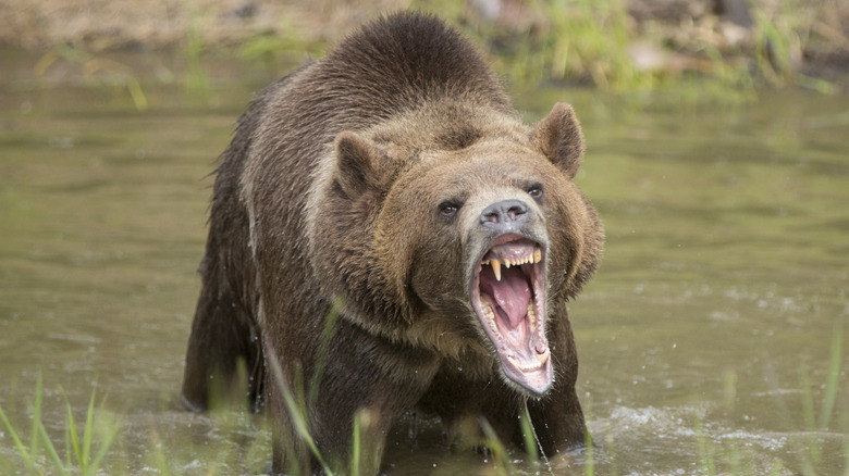 Bear roaring in stream