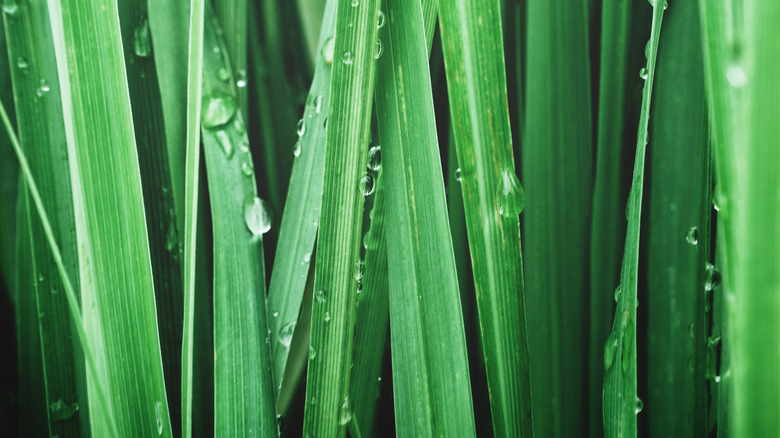 Close-up of vetiver grass