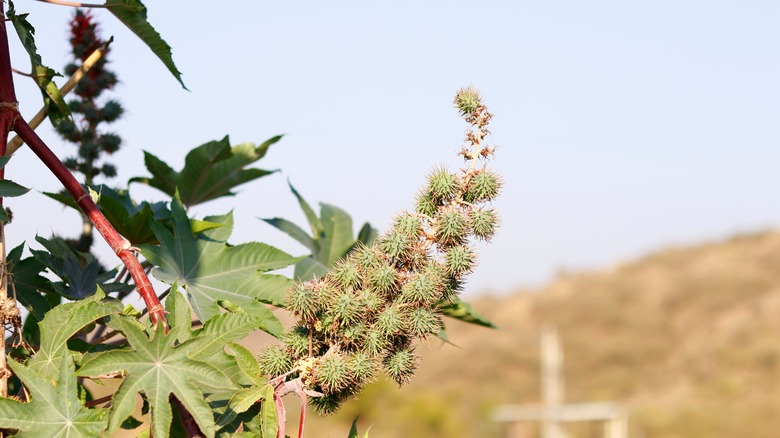 Castor oil plant