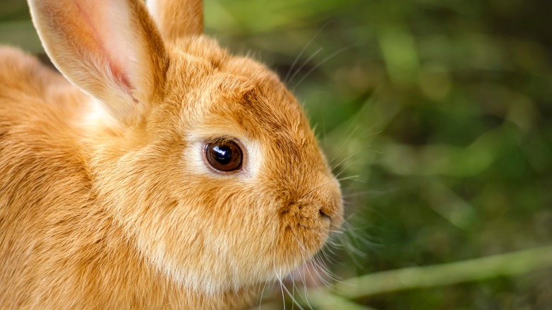 portrait of rabbit