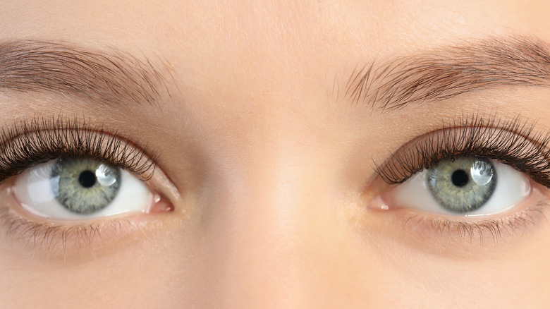 closeup of eyes with full eyelashes