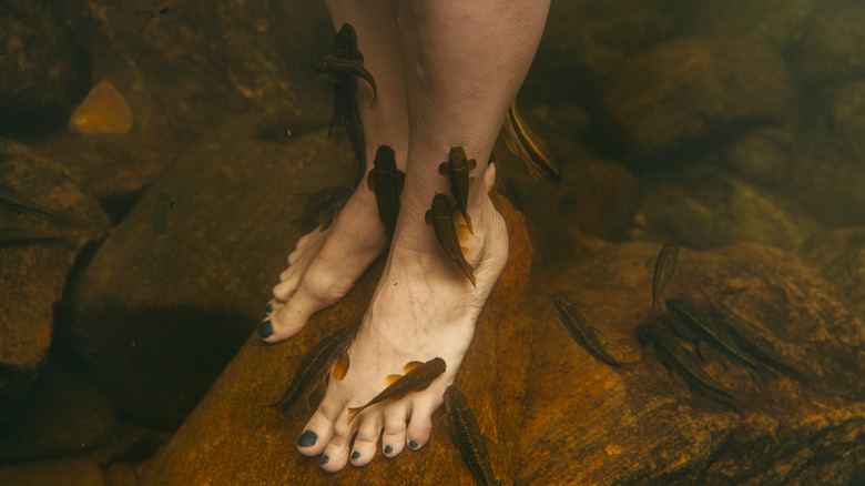 Person getting fish pedicure