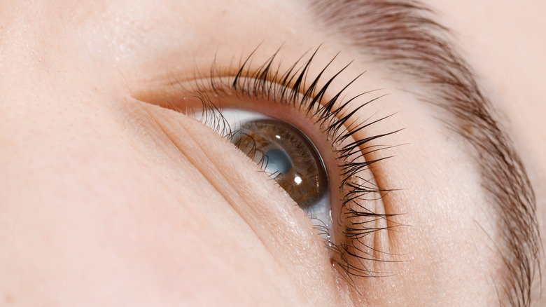 Upclose of eyelashes.