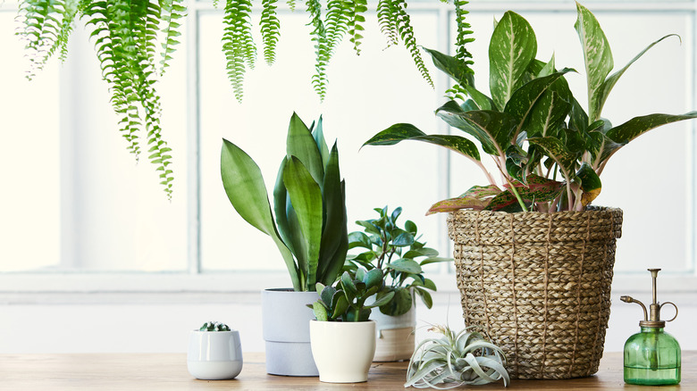 Shower plants