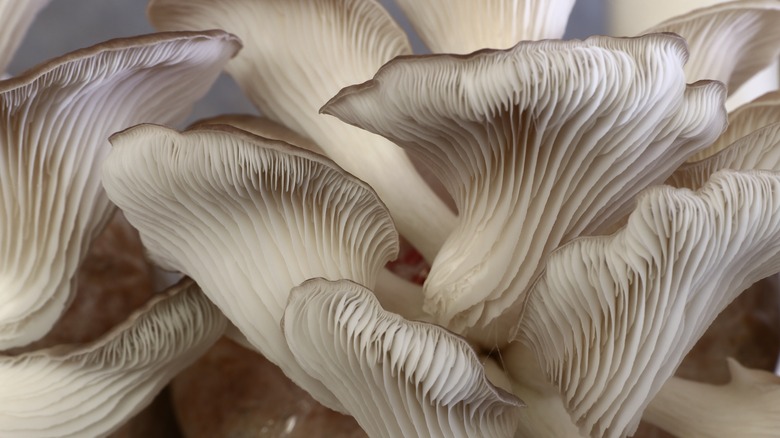up close of fungi