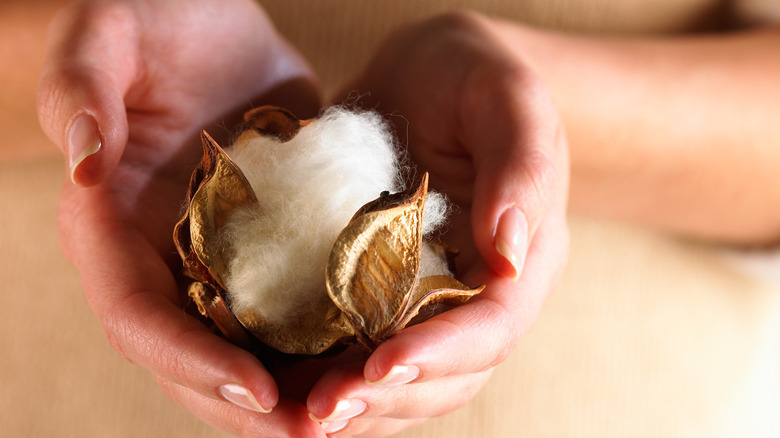 Person holding cotton