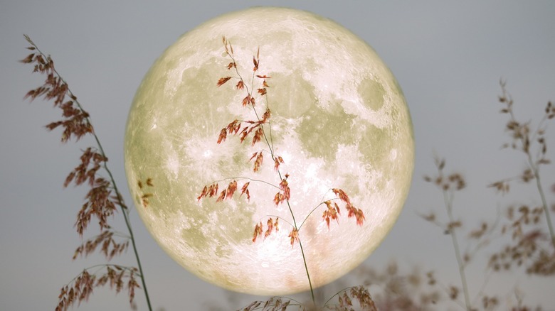 Full moon behind branches