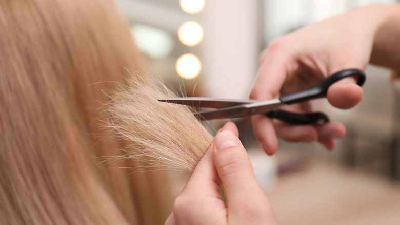 Scissors trimming blond hair ends