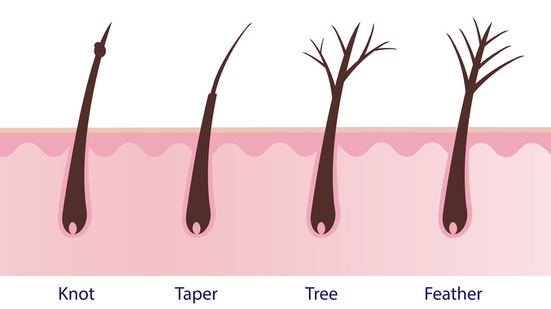 split end illustration