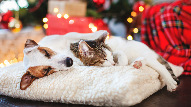 Pair of tired party guests getting some much-needed rest