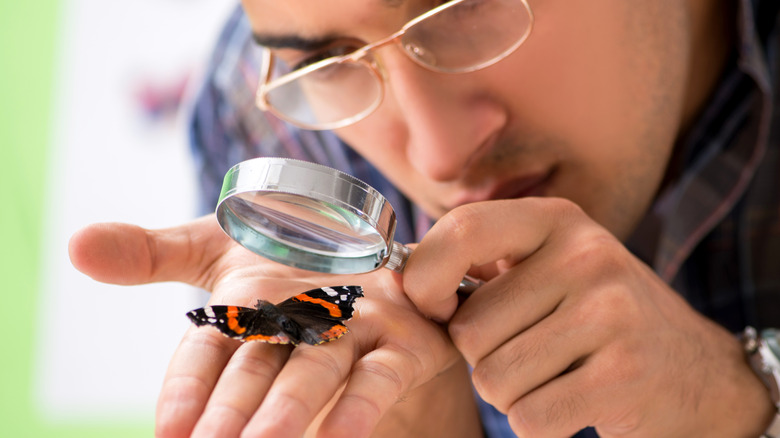 A man examining butterflies