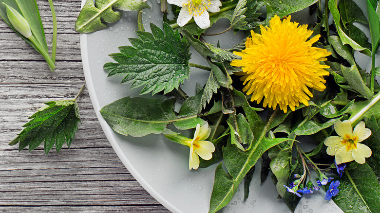 Plate of dandelions and herbs 