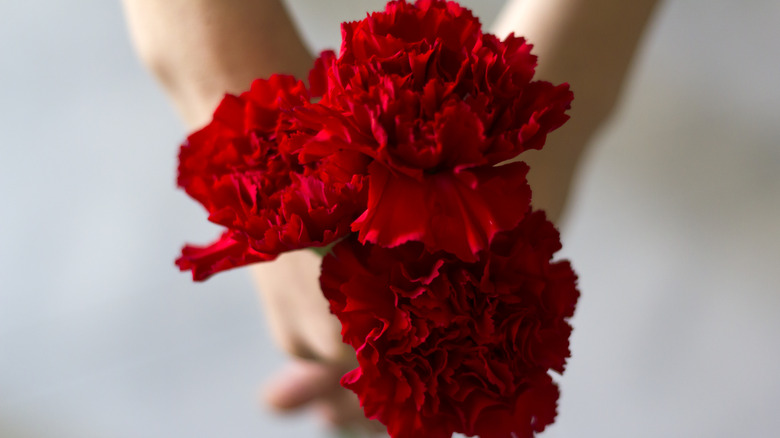 Red carnations 